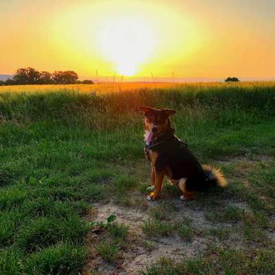 Appenzeller Sennenhunde-Beitrag-Bild