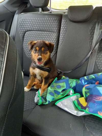 Welpen Bilder !-Beitrag-Bild