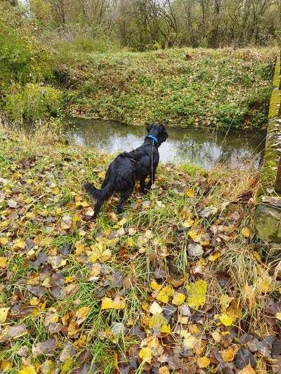 Fotos &Collagen: Beobachtungsposten-Beitrag-Bild