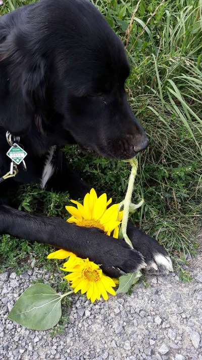 27. Collagen Challenge - Dein Hund mit Blume(n)-Beitrag-Bild