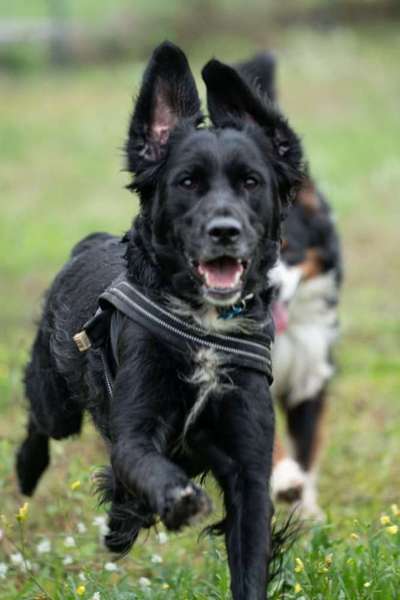 Foto Challenge Nr. 137 - Lass die Ohren fliegen-Beitrag-Bild