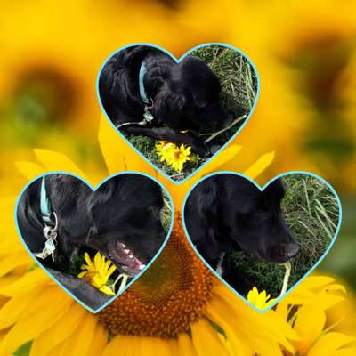 27. Collagen Challenge - Dein Hund mit Blume(n)-Beitrag-Bild
