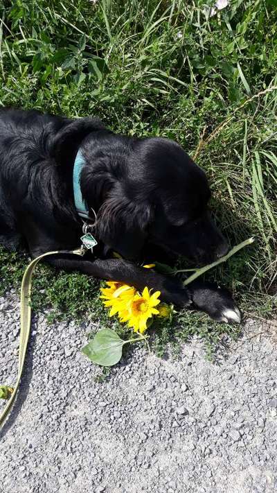 27. Collagen Challenge - Dein Hund mit Blume(n)-Beitrag-Bild