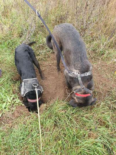 Fotosammlung: ,,Der natürliche Hund" Unbearbeitet, ungestellt und in Natura-Beitrag-Bild
