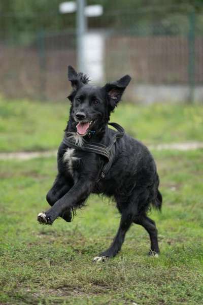 Seltene Rassen!-Beitrag-Bild