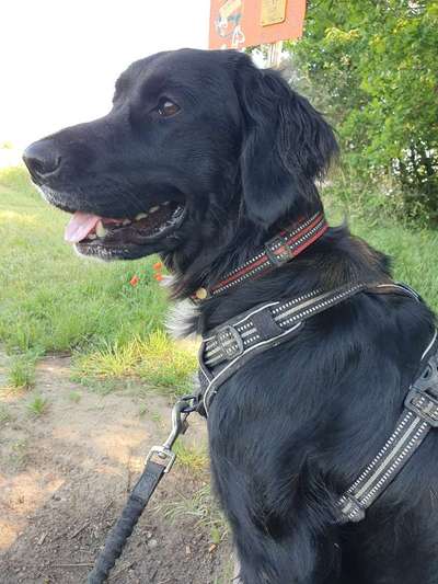 Dogorama Photo Challenge - an der Leine-Beitrag-Bild