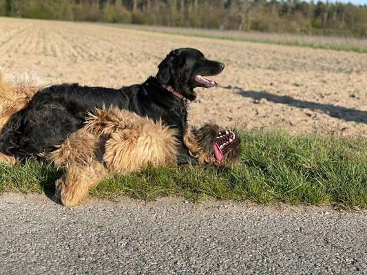 Fotosammlung: ,,Der natürliche Hund" Unbearbeitet, ungestellt und in Natura-Beitrag-Bild