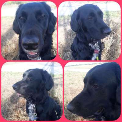 Hunde Porträt (Portrait) Galerie....-Beitrag-Bild