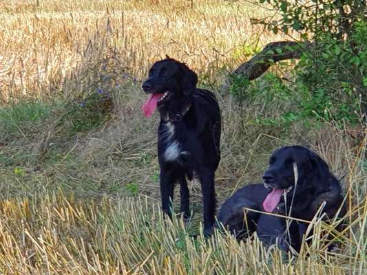 Fotosammlung: ,,Der natürliche Hund" Unbearbeitet, ungestellt und in Natura-Beitrag-Bild