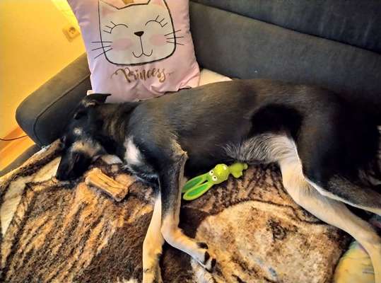 Dogorama Photo Challenge - Lieblingsspielzeug!-Beitrag-Bild