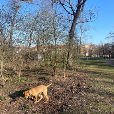 Hundetreffen-Welpen/ Junghundetreffen Preußenpark oder Hochmeisterplatz-Bild