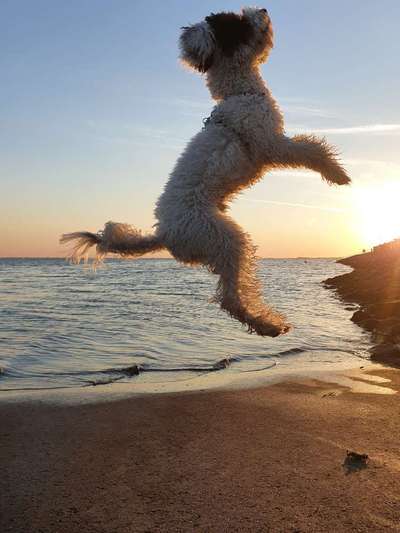 Challenge Nr. 16         Dynamik - Dein Hund in Bewegung-Beitrag-Bild