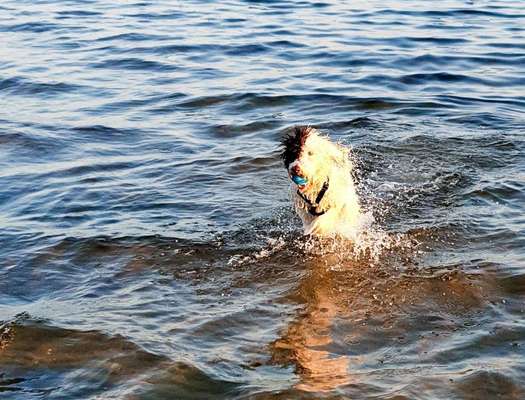 Dogorama-Monats-Challenge-Mai "Wasser"-Beitrag-Bild