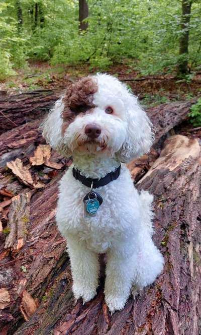 Dogorama-Monats-Challenge-Mai "Wasser"-Beitrag-Bild