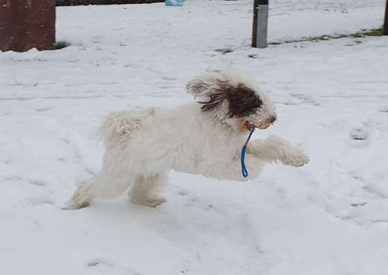 Schneenasen-Beitrag-Bild