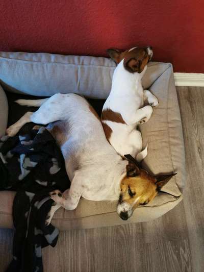 Wo sind die Jack und Parson Russell Terrier?-Beitrag-Bild