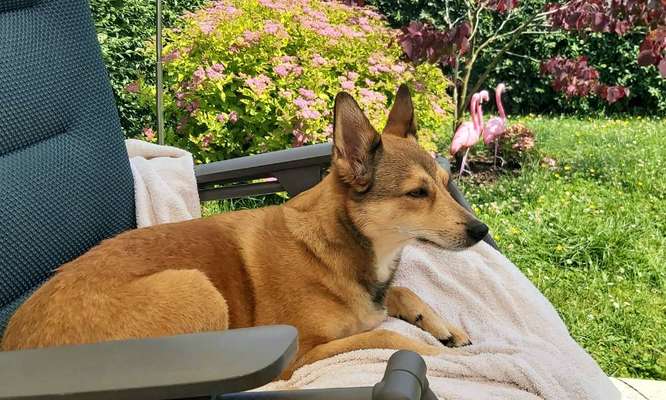 Hund aus dem Spanischen Tierschutz-Beitrag-Bild