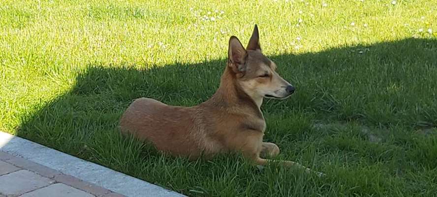 Hund aus dem Spanischen Tierschutz-Beitrag-Bild