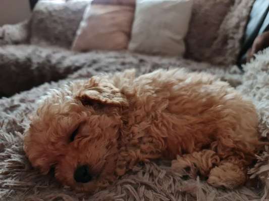 Welpen Bilder !-Beitrag-Bild