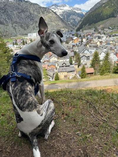 Whippet-Beitrag-Bild