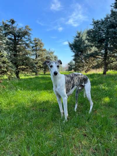 Windhunde - Treffen der besonderen Schönheiten
HERZLICH WILLKOMMEN-Beitrag-Bild