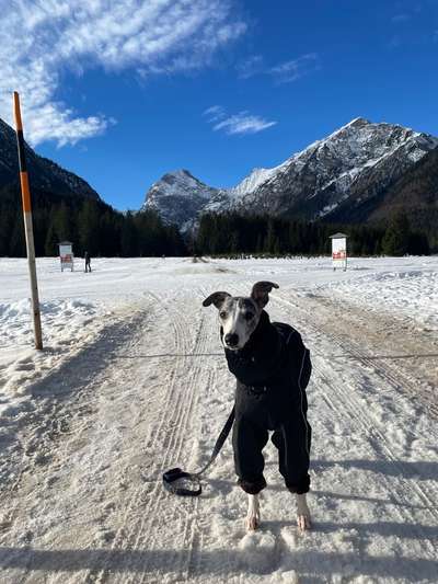 Windhunde - Treffen der besonderen Schönheiten
HERZLICH WILLKOMMEN-Beitrag-Bild