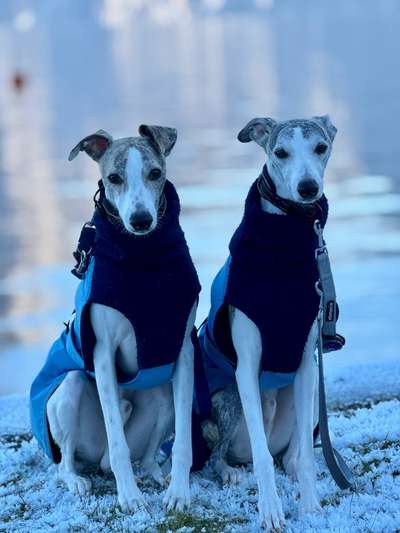 Whippet-Beitrag-Bild