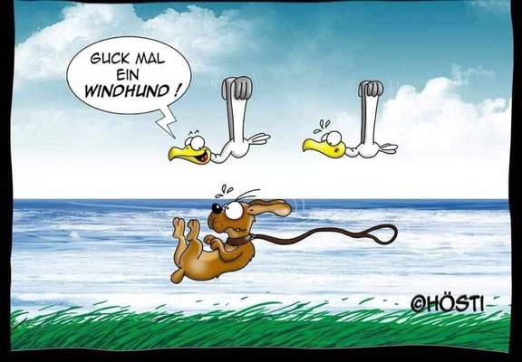 Windhunde - Treffen der besonderen Schönheiten
HERZLICH WILLKOMMEN-Beitrag-Bild