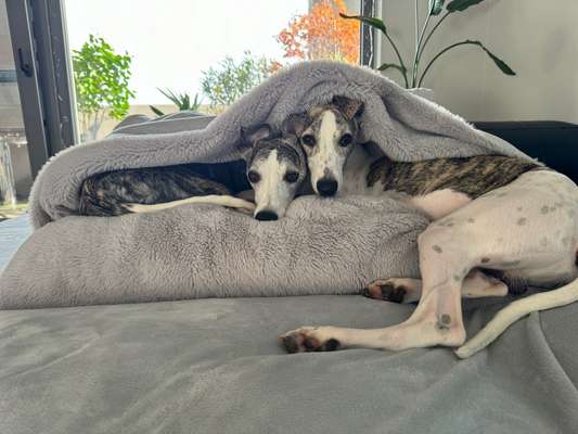 Whippet-Beitrag-Bild