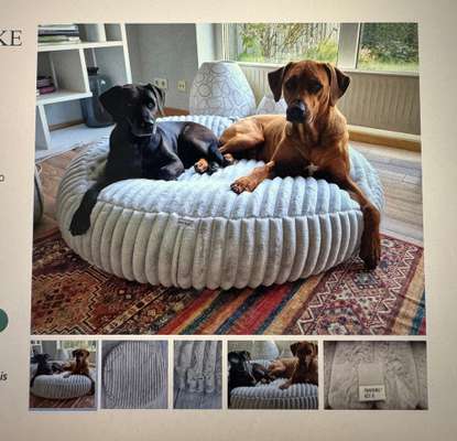 Whippet-Beitrag-Bild