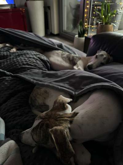 Whippet-Beitrag-Bild