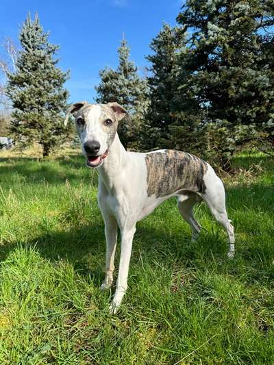 Windhunde - Treffen der besonderen Schönheiten
HERZLICH WILLKOMMEN-Beitrag-Bild