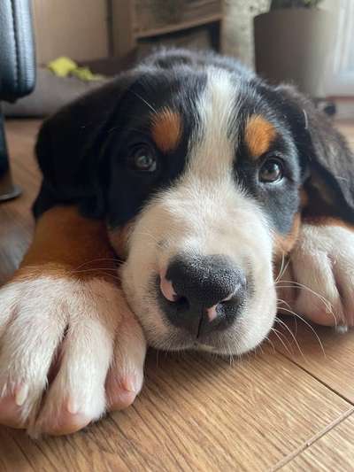 Dogorama Photo Challenge - Hundeblick zum hinschmelzen-Beitrag-Bild