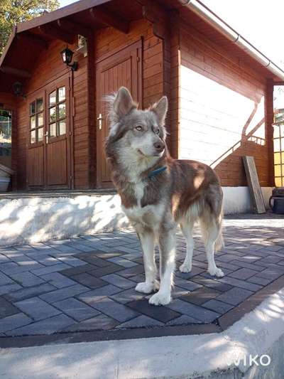 Husky Bordercollie Mischlinge-Beitrag-Bild