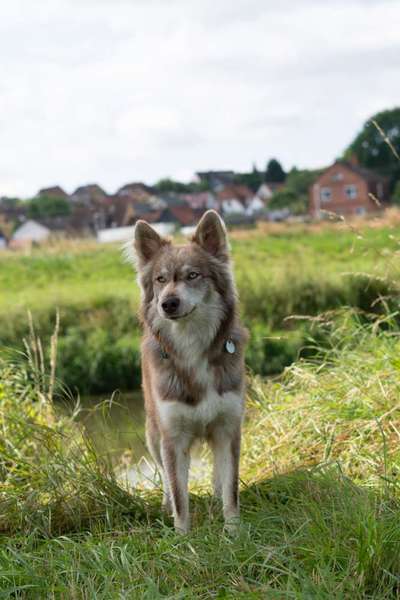 Die Dogorama Kalender Challenge Titelbild-Beitrag-Bild