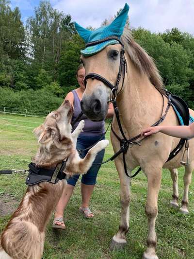 Fotochallenge Nr. 51 "Euer Hund mit anderen Tieren"-Beitrag-Bild