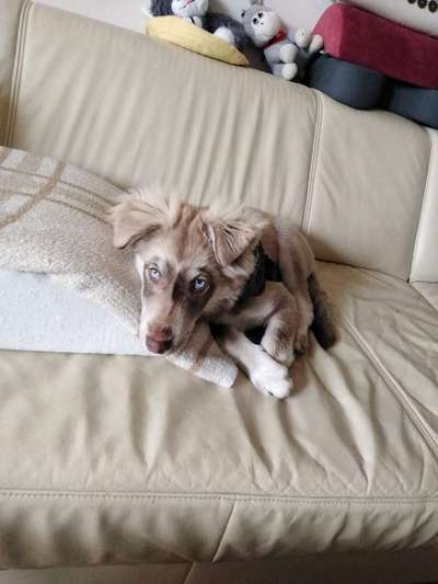 Welpen Bilder !-Beitrag-Bild