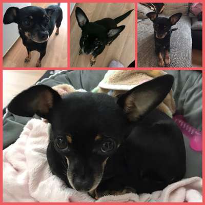 Wo sind die Chihuahua Besitzer ?-Beitrag-Bild