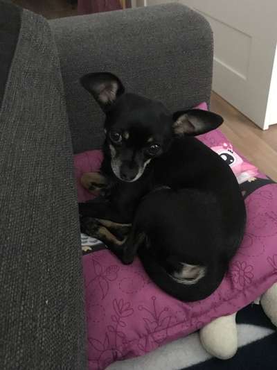 Mischlingshunde Foto Aufruf-Beitrag-Bild