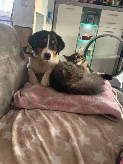 Hundetreffen-Zum gemeinsamen spazieren gehen und toben-Bild