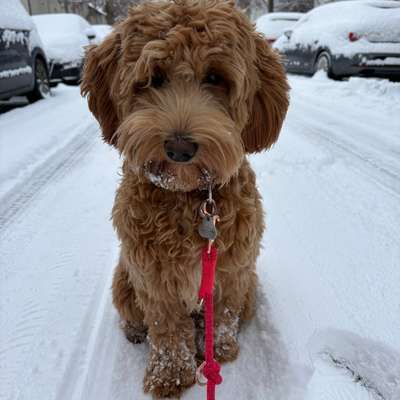 Hundetreffen-Junghundetreff/Gassirunde 🐶-Bild