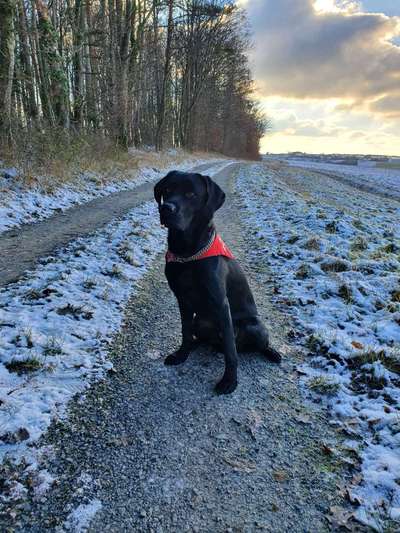 Hundetreffen-Suchen Spielkameraden/Spielkameradin-Bild