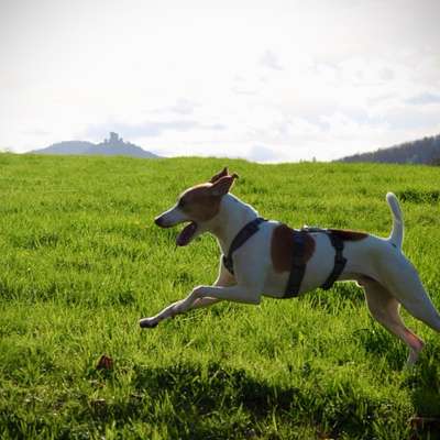 Hundetreffen-Hunde zum Fotografieren gesucht-Bild