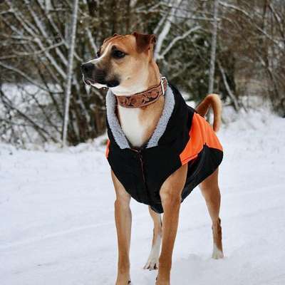 Hundetreffen-Suche Mensch&Hunde Team für Scout-Bild