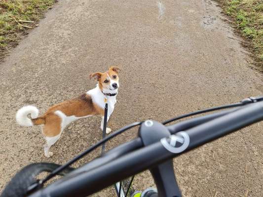 Welche Rassen stecken in unserer Daisy?-Beitrag-Bild