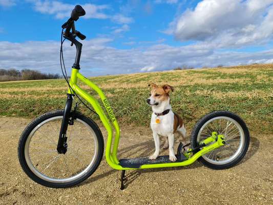 Welche Rassen stecken in unserer Daisy?-Beitrag-Bild