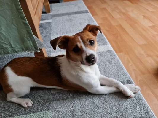 Welche Rassen stecken in unserer Daisy?-Beitrag-Bild