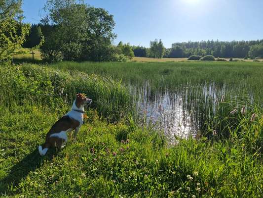 Die Dogorama Kalender Challenge 4/4-Beitrag-Bild