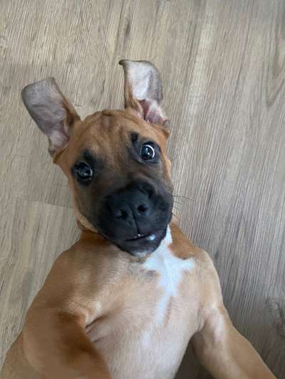 Welpen Bilder !-Beitrag-Bild