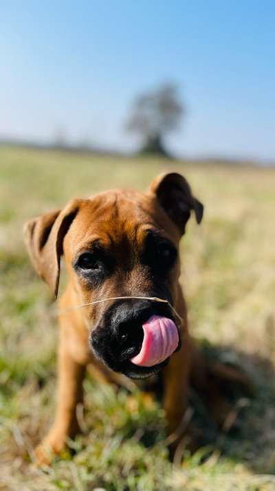 Welpen Bilder !-Beitrag-Bild